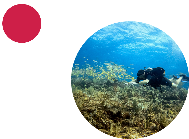 Bill diving with fish